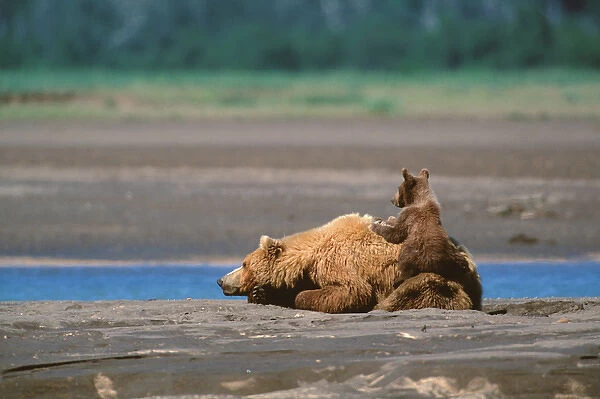 Brown Bear, Ursus arctos, Alaska Peninsula, Sow with Cub, Katmai National Park
