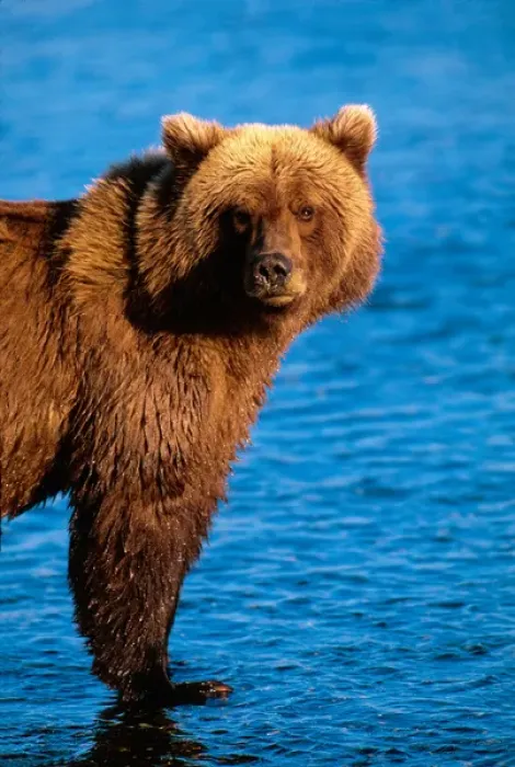 Framed Print : Brown Bear, Ursus arctos, Alaska Peninsula, Alaska, USA, Katmai National Park Framed Print : Brown Bear, Ursus arctos, Alaska Peninsula, Alaska, USA, Katmai National Park
