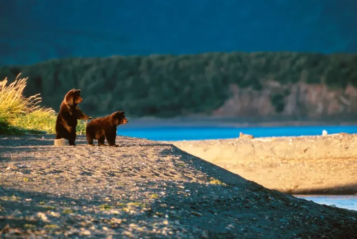 Framed Print : Brown Bear, Ursus arctos, Alaska Peninsula, Alaska, USA, Katmai National Park, Brown