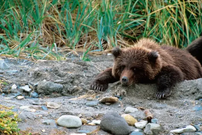 Framed Print : Brown Bear, Ursus arctos, Alaska Peninsula, Alaska, USA, Katmai National Park, Brown Framed Print : Brown Bear, Ursus arctos, Alaska Peninsula, Alaska, USA, Katmai National Park, Brown