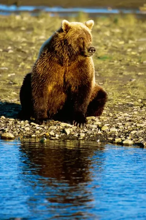 Framed Print : Brown Bear, Ursus arctos, Alaska Peninsula, Alaska, USA, Katmai National Park Framed Print : Brown Bear, Ursus arctos, Alaska Peninsula, Alaska, USA, Katmai National Park