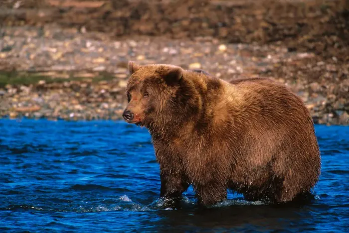 Framed Print : Brown Bear, Ursus arctos, Alaska Peninsula, Alaska, USA, Katmai National Park, Brown Framed Print : Brown Bear, Ursus arctos, Alaska Peninsula, Alaska, USA, Katmai National Park, Brown