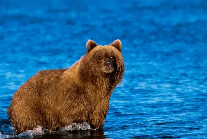 Framed Print : Brown Bear, Ursus arctos, Alaska Peninsula, Alaska, USA, Katmai National Park, Brown Framed Print : Brown Bear, Ursus arctos, Alaska Peninsula, Alaska, USA, Katmai National Park, Brown