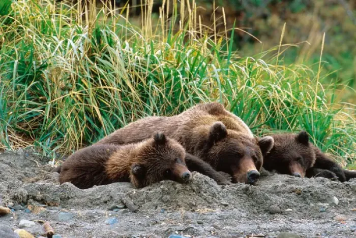 Framed Print : Brown Bear, Ursus arctos, Alaska Peninsula, Alaska, USA, Katmai National Park, Sow Framed Print : Brown Bear, Ursus arctos, Alaska Peninsula, Alaska, USA, Katmai National Park, Sow