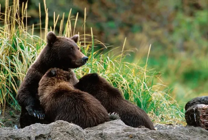 Framed Print : Brown Bear, Ursus arctos, Alaska Peninsula, Alaska, USA, Katmai National Park, Sow Framed Print : Brown Bear, Ursus arctos, Alaska Peninsula, Alaska, USA, Katmai National Park, Sow