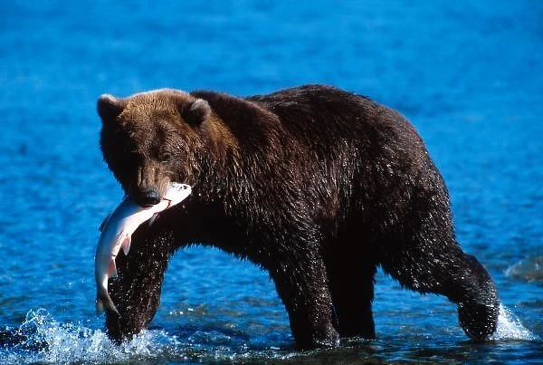 Brown Bear, Ursus arctos, Alaska Peninsula, Alaska, USA, Katmai National Park, Brown