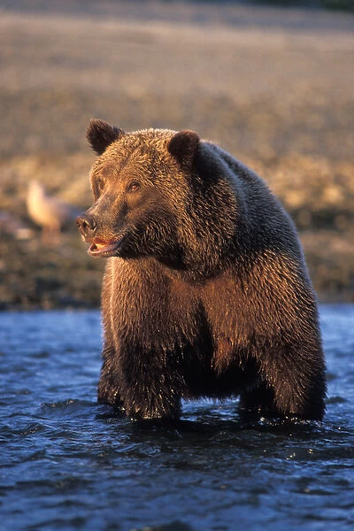 brown bear, Ursus arctos, grizzly bear, Ursus horribils, boar in river looking for