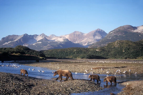 brown bear, Ursus arctos, grizzly bear, Ursus horribils, sow and cubs in riverbed