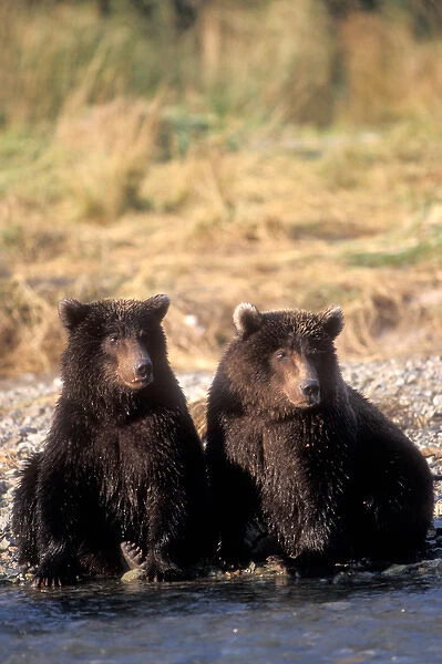 brown bear, Ursus arctos, grizzly bear, Ursus horribils, cubs sitting along a river