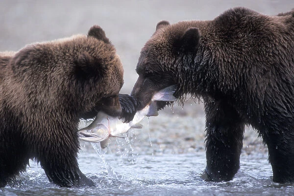 brown bear, Ursus arctos, grizzly bear, Ursus horribils, cub trying to take a salmon