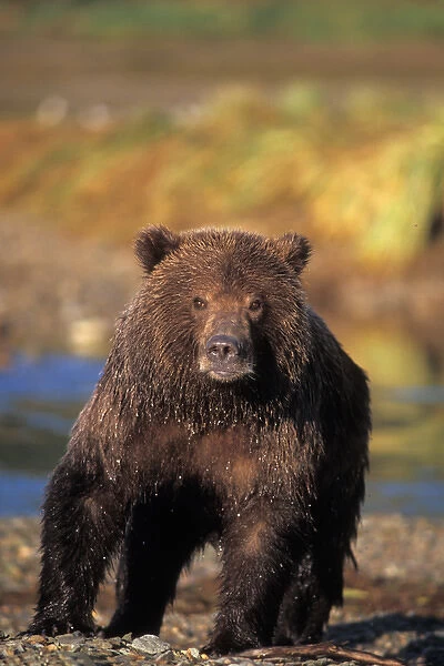 brown bear, Ursus arctos, grizzly bear, Ursus horribils, cub along east coast of