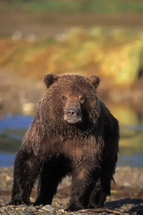 Framed Print : brown bear, Ursus arctos, grizzly bear, Ursus horribils, cub along east coast of Framed Print : brown bear, Ursus arctos, grizzly bear, Ursus horribils, cub along east coast of