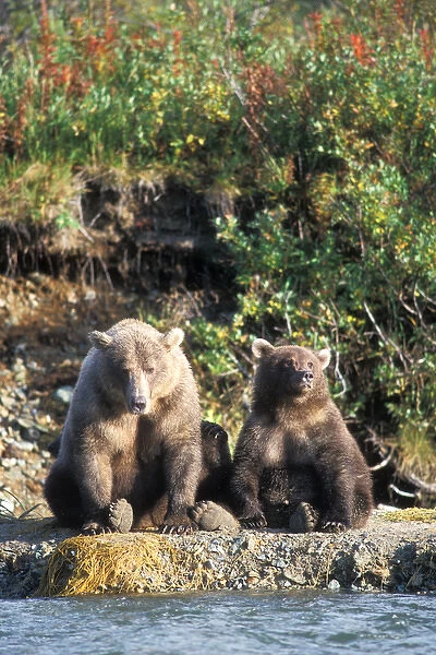 brown bear, Ursus arctos, grizzly bear, Ursus horribils, sow with cub along rivers edge
