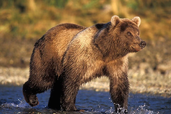 brown bear, Ursus arctos, grizzly bear, Ursus horribils, walking in a riverbed looking