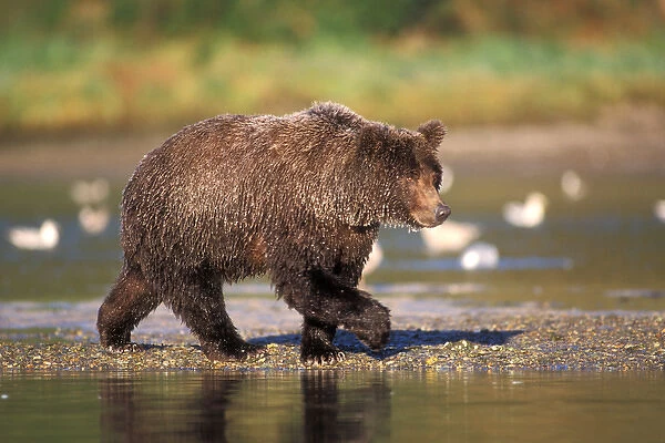 brown bear, Ursus arctos, grizzly bear, Ursus horribils, walking in riverbed, east