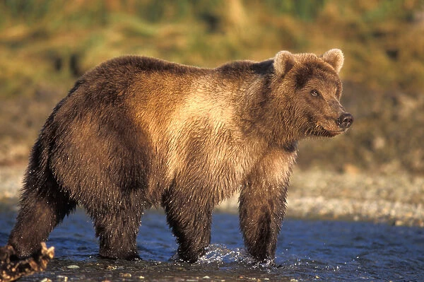brown bear, Ursus arctos, grizzly bear, Ursus horribils, walking in riverbed looking