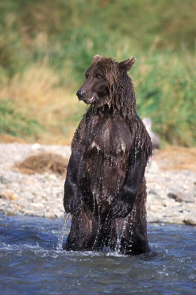 brown bear, Ursus arctos, grizzly bear, Ursus horribils, boar standing in river looking
