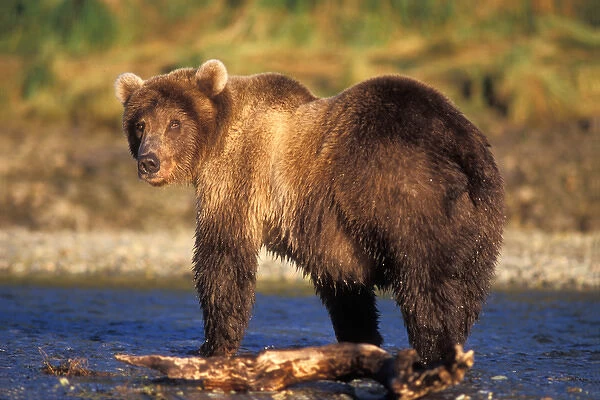 brown bear, Ursus arctos, grizzly bear, Ursus horribils, in riverbed along east coast