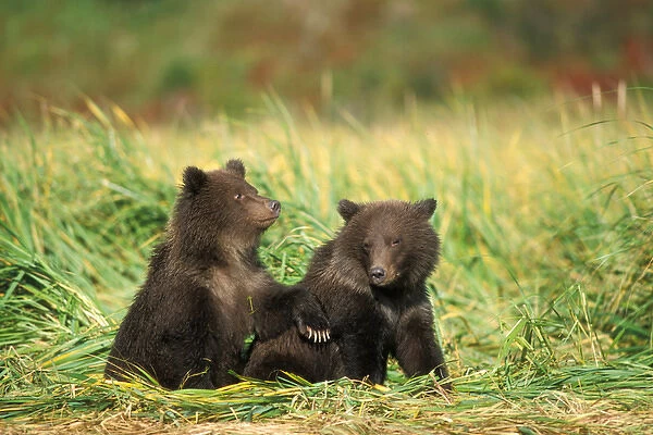 brown bear, Ursus arctos, grizzly bear, Ursus horribils, cubs sitting in tall grass