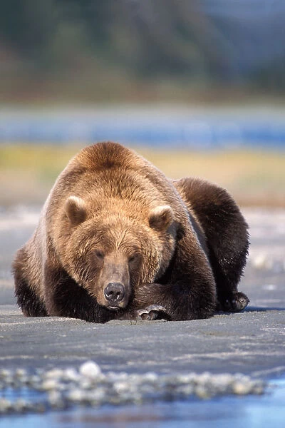 brown bear, Ursus arctos, grizzly bear, Ursus horribils, taking a nap in Katmai National Park