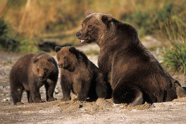 brown bear, Ursus arctos, grizzly bear, Ursus horribils, sow with cubs in Katmai National Park