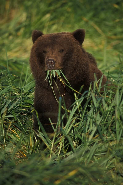 brown bear, Ursus arctos, grizzly bear, Ursus horribils, sow eating grass, Katmai