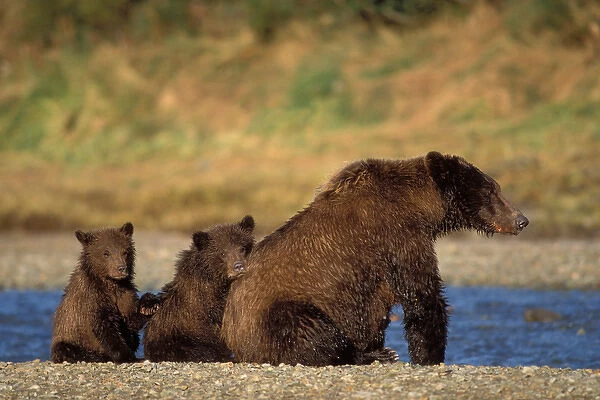 brown bear, Ursus arctos, grizzly bear, Ursus horribils, sow with cubs looking for fish