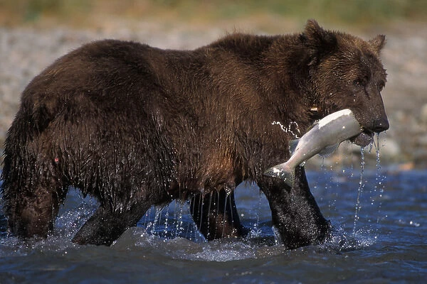 brown bear, Ursus arctos, grizzly bear, Ursus horribils, catching salmon, Katmai