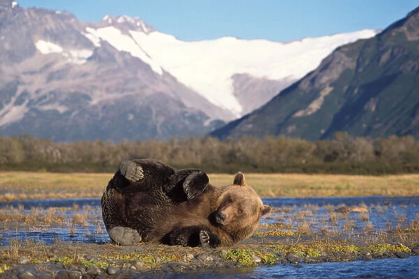 brown bear, Ursus arctos, grizzly bear, Ursus horribils, stretching on its back along a riverbed