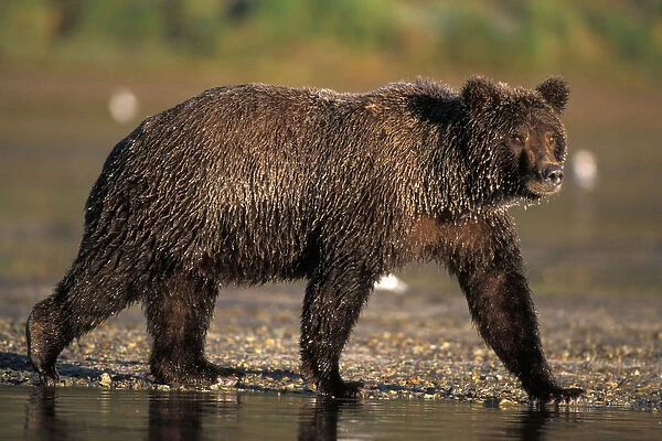 brown bear, Ursus arctos, grizzly bear, Ursus horribils, on a frosty morning, Katmai
