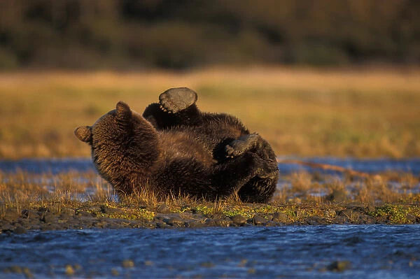 brown bear, Ursus arctos, grizzly bear, Ursus horribils, stretching on its back along a riverbed
