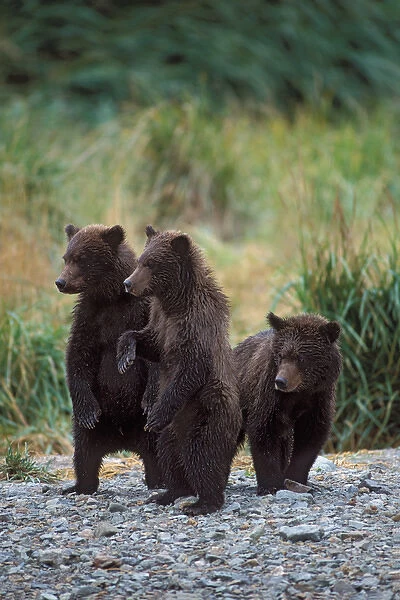 brown bear, Ursus arctos, grizzly bear, Ursus horribils, cubs standing along east