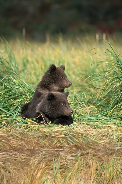 brown bear, Ursus arctos, grizzly bear, Ursus horribils, cubs in tall grasses in