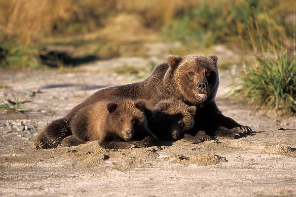 brown bear, Ursus arctos, grizzly bear, Ursus horribils, sow with cubs resting on a sandy shore