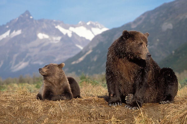 brown bear, Ursus arctos, grizzly bear, Ursus horribils, sow and cub with mountain