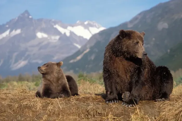 Framed Print : brown bear, Ursus arctos, grizzly bear, Ursus horribils, sow and cub with mountain