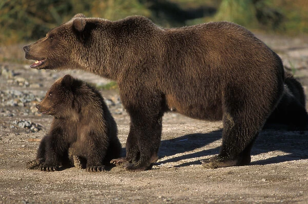 brown bear, Ursus arctos, grizzly bear, Ursus horribils, sow with cub along east