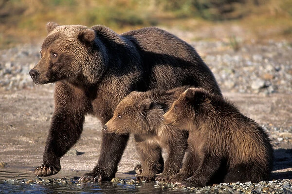 brown bear, Ursus arctos, grizzly bear, Ursus horribils, sow with cubs along east
