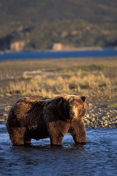 brown bear, Ursus arctos, grizzly bear, Ursus horribils, in river along east coast