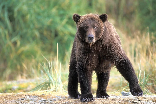 brown bear, Ursus arctos, grizzly bear, Ursus horribils, along east coast of Katmai