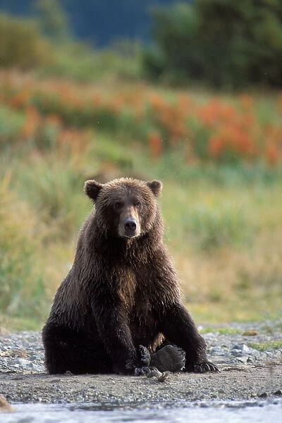 brown bear, Ursus arctos, grizzly bear, Ursus horribils, sitting rivers edge