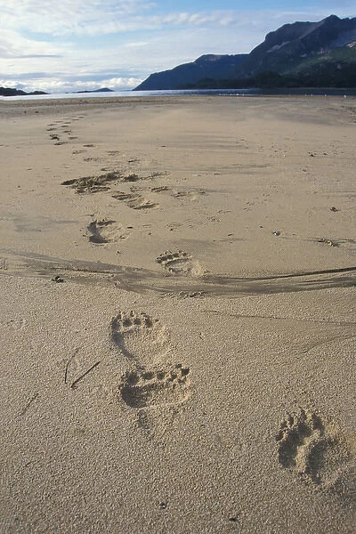 brown bear, Ursus arctos, grizzly bear, Ursus horribils, footprints in the sand along