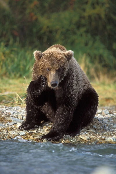 brown bear, Ursus arctos, grizzly bear, Ursus horribils, scratching its face, east