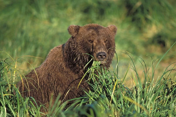 brown bear, Ursus arctos, grizzly bear, Ursus horribils, sow feeding on tall grasses