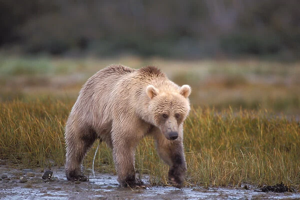 brown bear, Ursus arctos, grizzly bear, Ursus horribils, blond (or white) bear walking