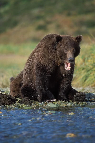 brown bear, Ursus arctos, grizzly bear, Ursus horribils, sow takes a break from fishing