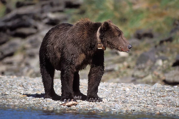 brown bear, Ursus arctos, grizzly bear, Ursus horribils, sow fishing for pink salmon