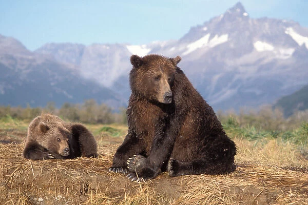 brown bear, Ursus arctos, grizzly bear, Ursus horribils, sow with cub along a riverbank