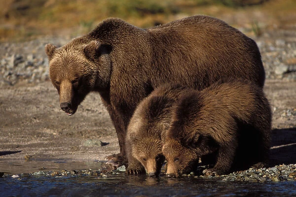 brown bear, Ursus arctos, grizzly bear, Ursus horribils, sow with cubs drinking from a river
