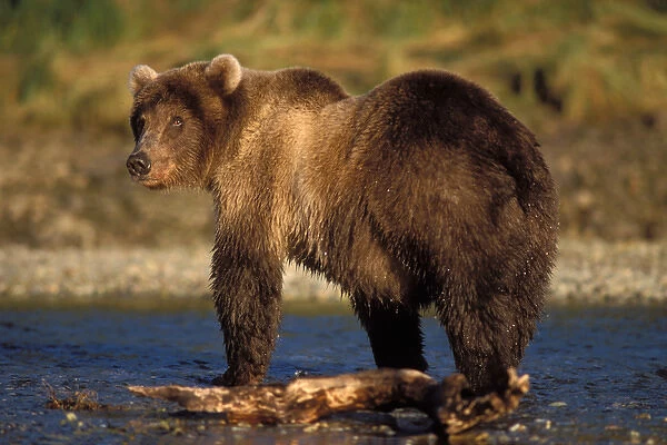 brown bear, Ursus arctos, grizzly bear, Ursus horribils, fishing for pink salmon